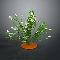 Green Leafy Plant with White Small Flowers Growing in Orange Soil Against Dark Background