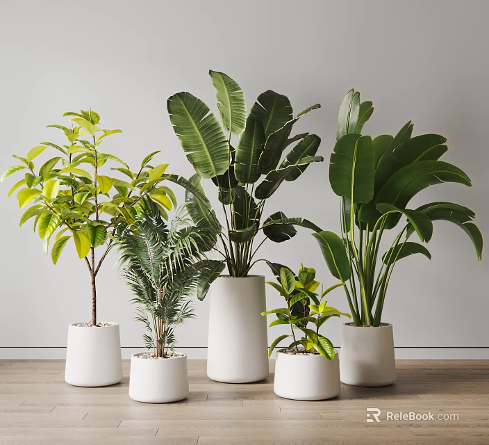 Indoor Decorative Potted Plants In Various Types With White Ceramic Pots 3d model 