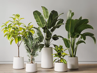 Indoor Decorative Potted Plants In Various Types With White Ceramic Pots 3d model