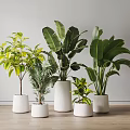 Indoor Decorative Potted Plants In Various Types With White Ceramic Pots