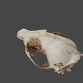 Realistic Wildlife Animal Skull With Natural Bone Texture And Anatomical Features
