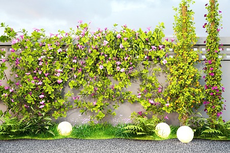 Modern Vine Climbing Vine Plant Campsis Morning glory Green Plant Wall Creeper Rose 3d model