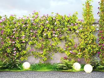 Modern Vine Climbing Vine Plant Campsis Morning glory Green Plant Wall Creeper Rose 3d model