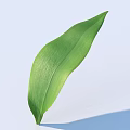 Fresh Green Leaf With Natural Texture On Light Blue Background 3d model