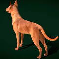 Brown Dog Standing In Alert Posture With Sleek Coat On Green Background