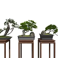 Bonsai Trees Arranged On Wooden Stands With Black Pots And Stone Decorations