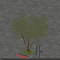 Olive Tree With Green Circular Base On Square Paved Ground Near Person And Measuring Tool