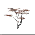 Arbor With Slender Branches Red Leaves And Black Trunk On Gray Background 3d model