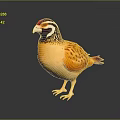 Vibrant Quail Bird With Orange Yellow Plumage And Red Black Striped Head Standing