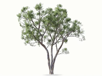 Tall Tree With Multiple Trunks And Lush Green Spreading Branches 3d model