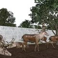 Herd of Deer Standing Lying Near Green Trees and Brick Wall Under Blue Sky