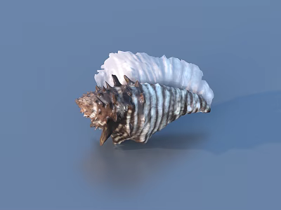 Decorative Seashell With Black White Stripes And Brown Spiky Base For Home Decor 3d model