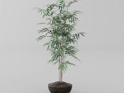 Tall Bonsai Plant With Green Leaves And Dark Ceramic Pot For Indoor Decor 3d model