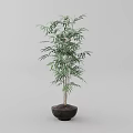 Tall Bonsai Plant With Green Leaves And Dark Ceramic Pot For Indoor Decor