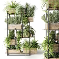 Potted Plants Display On Multi tiered Wooden And Metal Stands With Various Green Indoor Plants
