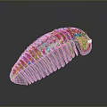 Colorful Caterpillar With Blue Red Yellow Segments And Transparent Body Parts