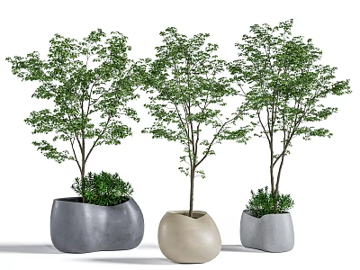 Three Bonsai Trees With Green Leaves In Gray And Beige Minimalist Pots 3d model