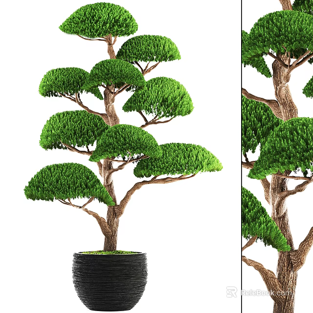 Artistic Bonsai Tree With Lush Green Foliage And Unique Trunk In Black Pot 3d model 