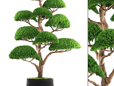 Artistic Bonsai Tree With Lush Green Foliage And Unique Trunk In Black Pot 3d model