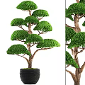 Artistic Bonsai Tree With Lush Green Foliage And Unique Trunk In Black Pot