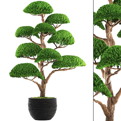 Artistic Bonsai Tree With Lush Green Foliage And Unique Trunk In Black Pot 3d model