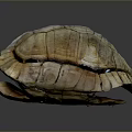 Natural Turtle Shell With Detailed Brown Beige Texture On Dark Background