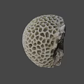 White Porous Coral With Intricate Hole Pattern Isolated On Black Background