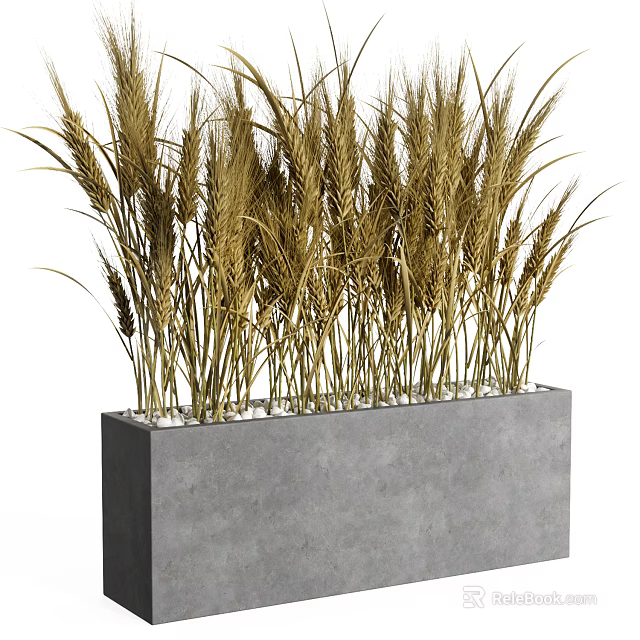 Bonsai Potted Plant of Golden Yellow Wheat in Gray Rectangular Concrete Pot 3d model 