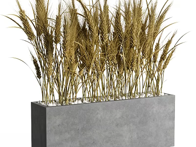 Bonsai Potted Plant of Golden Yellow Wheat in Gray Rectangular Concrete Pot 3d model