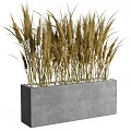 Bonsai Potted Plant of Golden Yellow Wheat in Gray Rectangular Concrete Pot