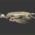 Modern Bone Tortoise Skeleton Tortoise Bone Tortoise Fossil Turtle 3d model