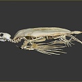 Modern Bone Tortoise Skeleton Tortoise Bone Tortoise Fossil Turtle 3d model