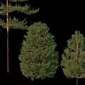Trees of Various Sizes Isolated on Black Background with Green Foliage