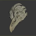 Realistic Bird Skull Anatomy Showing Detailed Bone Structure And Natural Form