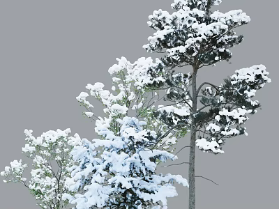 Snow Covered Arbor With White Snow On Branches In Beautiful Winter Scene 3d model