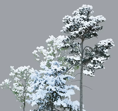 Snow Covered Arbor With White Snow On Branches In Beautiful Winter Scene 3d model