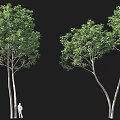 Tall Green Leafy Trees Against Black Background With Small White Figure 3d model