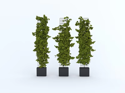 Vertical Decorative Potted Plants With Green Foliage And Metal Frames In Black Pots 3d model