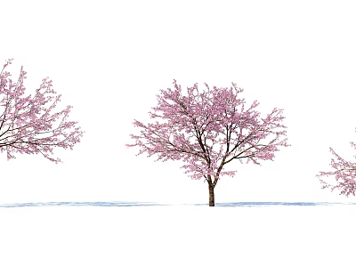 Three Trees With Pink Blossoms Against White Background And Ground Shadows 3d model
