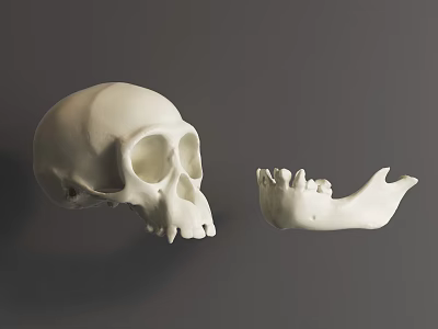Anatomical White Human Skull With Separated Mandible On Gray Background 3d model