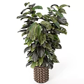 Tall Indoor Garden Decor Plant With Broad Dark Green And Black Leaves In Decorative Pot