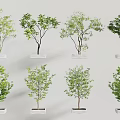 modern landscape tree 3d model