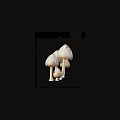 White Mushroom Cluster With Tall Stems And Smooth Caps In Natural Growth