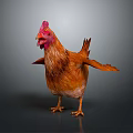 Brown Chicken With Red Comb And Wattles Spreading Wings On Gray Background