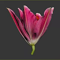 Pink Lily Flower With White Edged Petals And Yellow Stamens On Dark Background With Reflection