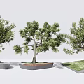 Tree Pit with Different Designs and Lush Green Trees in Concrete Brick Grass Landscape