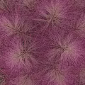 Pink Grass Plants With Fluffy Pink Plumes And Green Foliage For Garden Landscaping