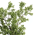 Decorative Potted Garden Accents With Green Leafy Trees and Lush Branches
