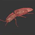 Detailed view of brown and black beetle with wings on dark background