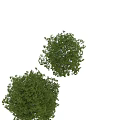 Garden Landscape Features With Two Trees Green Foliage And Human Silhouette For Scale